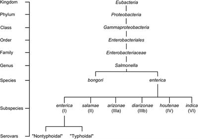 Examining the Link between Biofilm Formation and the Ability of Pathogenic Salmonella Strains to Colonize Multiple Host Species